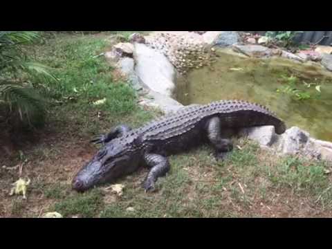 Video: En Tohovedet Alligator Fra USA Og En Tosidet Gris Fra Taiwan - Alternativ Visning