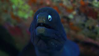 Eco Diving in Tenerife