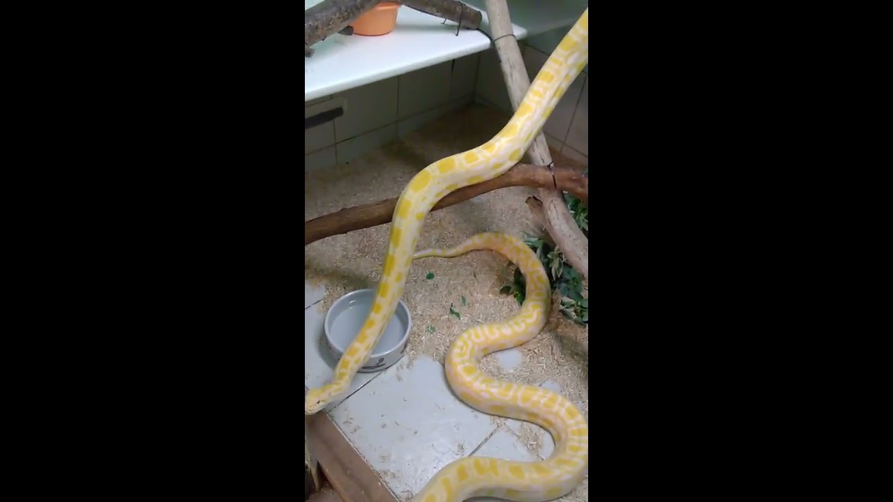 snake oil Rose and Bou's room