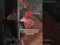 is two a crowd or a party? #ytshorts #backyardchickens #chickens