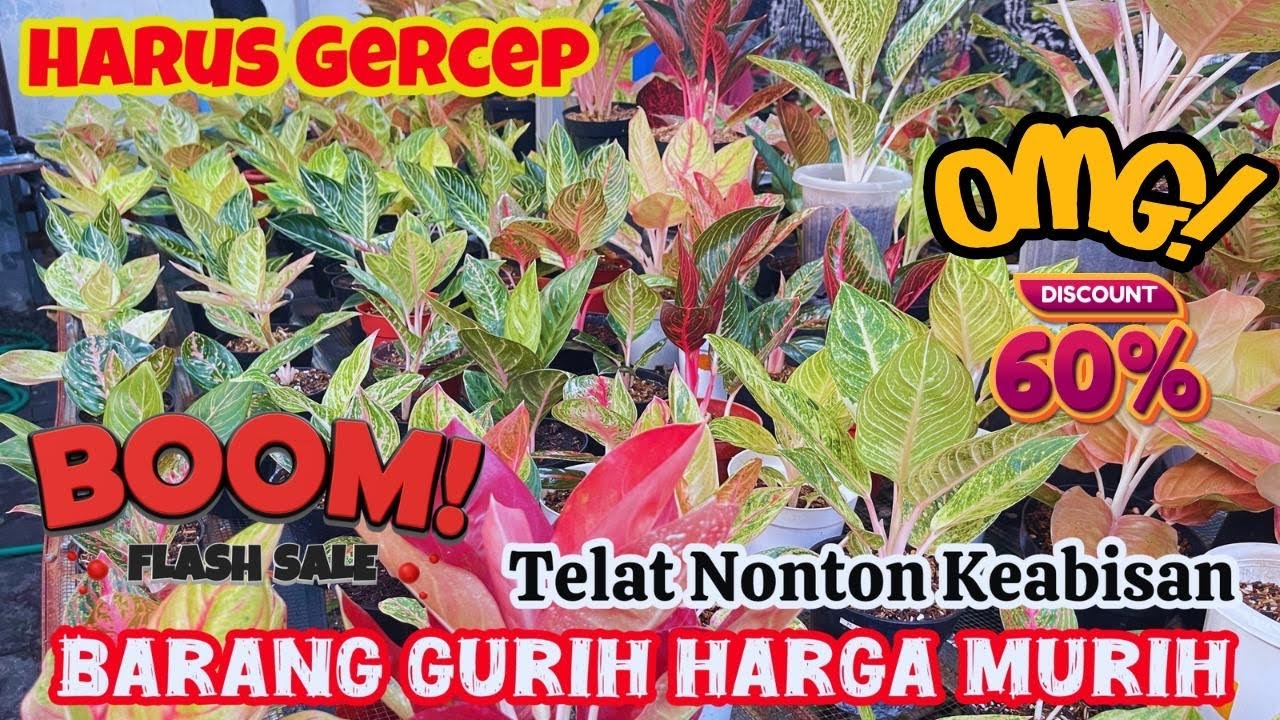BARANG GURIH HARGA MURIH,, BANYAK AGLONEMA IMPIAN HARGA SANGAT TERJANGKAU, & GLOWING. Eps 1053 ...