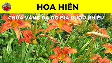 Hoa Hiên có tác dụng chữa trị bệnh gì? | Chữa Vàng Da do Bia Rượu Nhiều | Thuốc Nam Trường Sinh