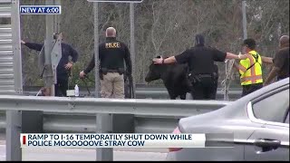 Cow on the loose shuts down I-16 ramp