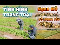 Quanglinhvlogs || Ngan Nở Số Lượng Lớn Tại Quang Linh Farm - Trang Trại Hiện Nay Như Thế Nào