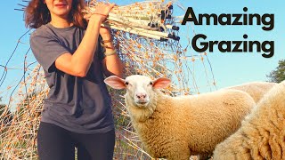 Rotational Grazing Sheep | Amazing Rotational Grazing Systems