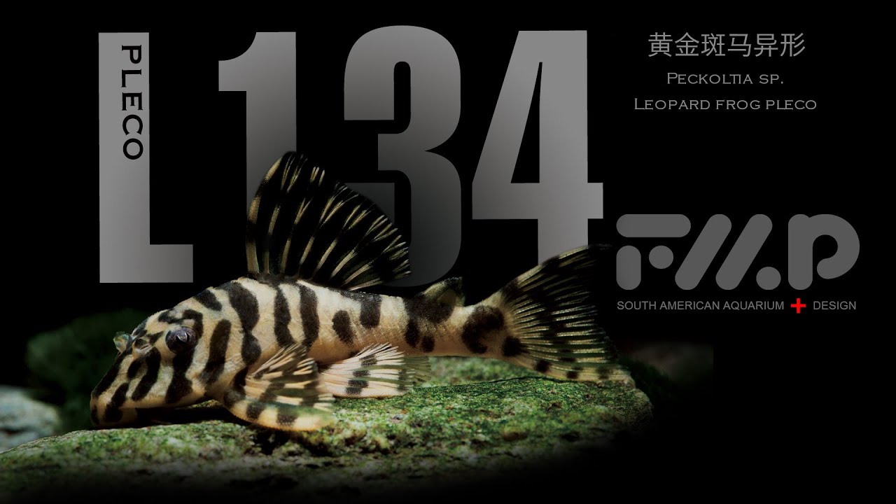 L134，Leopard Frog Pleco，黄金斑马