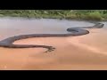 15 Monstruos De Rios Encontrados En El Amazonas