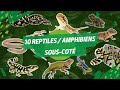 Presentation de 10 reptiles  amphibiens souscte  ani mood 