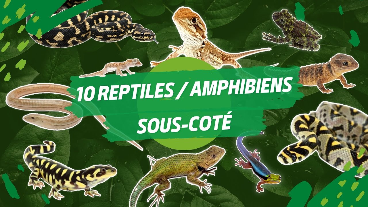 PRESENTATION DE 10 REPTILES / AMPHIBIENS SOUS-CÔTE [ ANI' MOOD ]