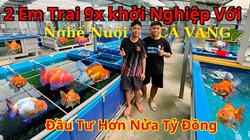Hai Anh Em 9x Khởi Nghiệp Với Nghề Nuôi CÁ VÀNG | Two 9x Brothers Start a GOLDFISH Raising Business
