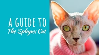 A Guide To The Sphynx Cat by Backyard Cat Enclosures 188 views 7 years ago 44 seconds
