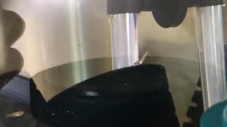 Deformed Guppy With Bent Spine