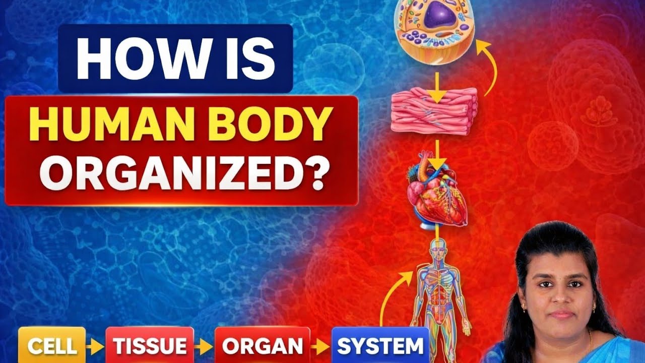 From a Tiny Cell to a Whole Human Body – How Are We Organized? #Cell # ...