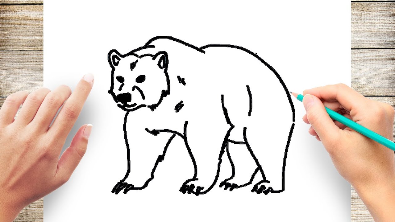 25 Cute Easy Bear Drawing Ideas