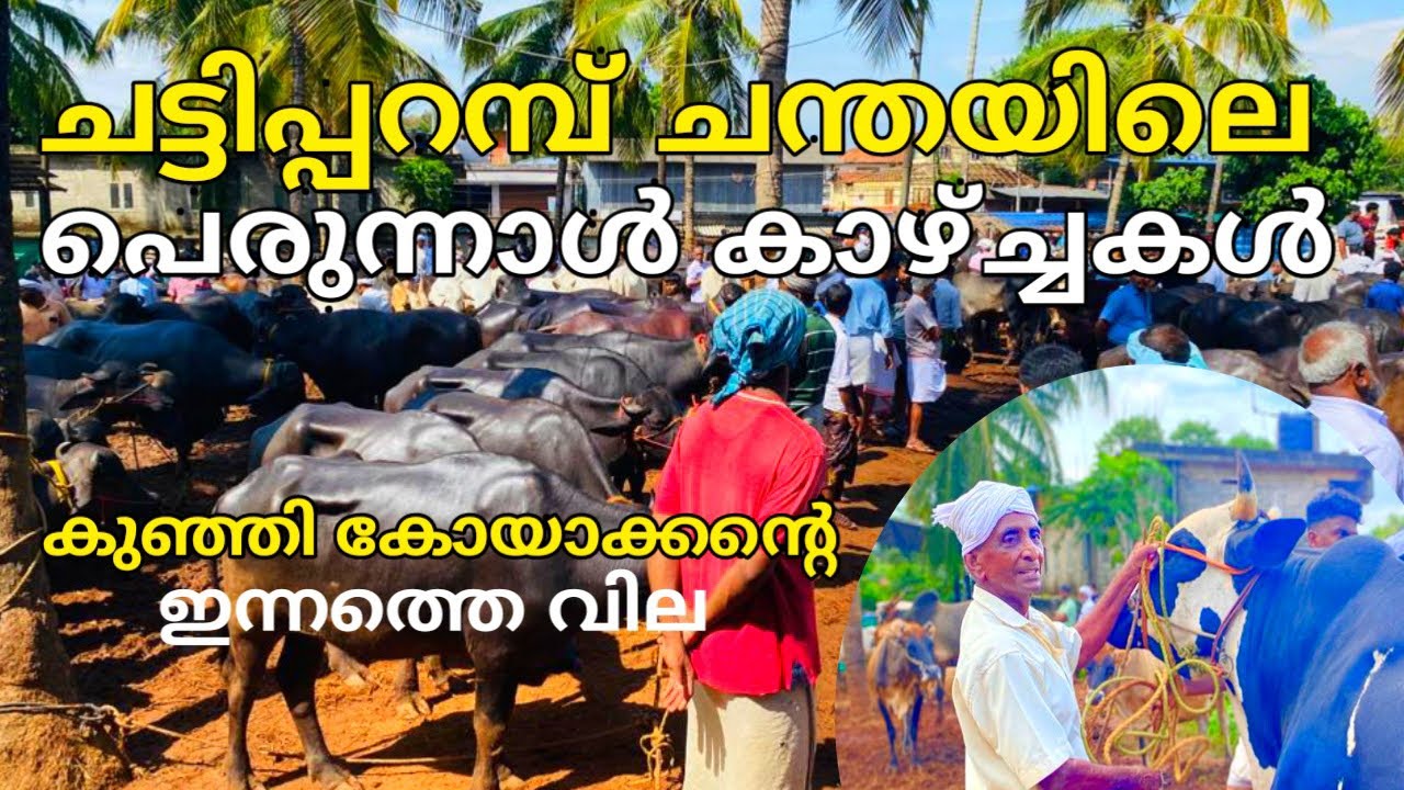 ചട്ടിപറമ്പ്  ചന്തയിലെ പെരുന്നാൾ കച്ചവടം |beef|bull|cattlemarket|farm|#cattlemarket #beef #buffalo