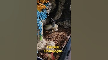 #shorts #snake #reptiles #animals #ballpython #shortvideo #subscribe #ballpythonfeeding #shortfeed