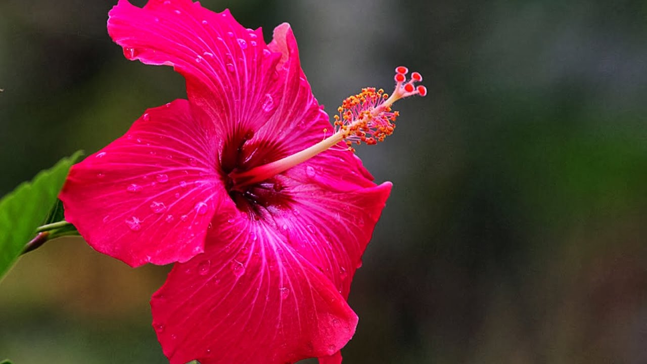 Hibiscus Plant How To Care Grow In