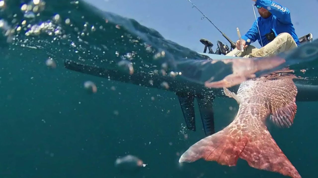 Kayak Fishing The Gulf of Mexico So Many FISH (Underwater Shark Cam