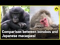 【Eng sub】あなたはサル?それとも類人猿?!ニホンザルとボノボの比較!