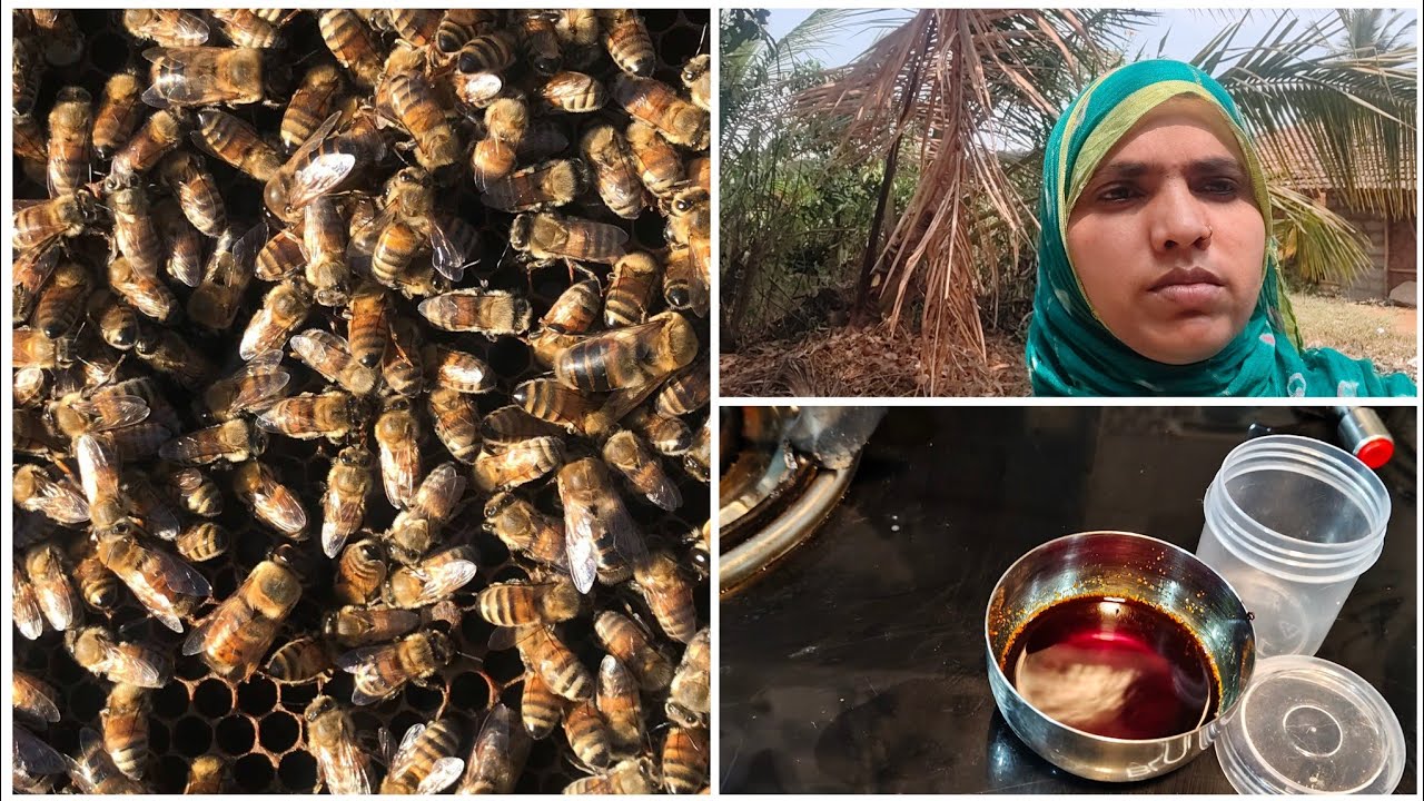 ನಮ್ಮನೆ ಹಿತ್ತಿಲಿನಲ್ಲಿ ಜೇನು ಕಟ್ಟುತ್ತಾ ಇದೆ ಹಾಗೆ ಈಗಿನ ಕ್ಲೈಮೇಟ್ ಸೆ ಚೇಂಜ್ ಆಗಿದೆ ನೋಡಿ 🤔