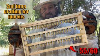 SOMD Beekeeping S2-EP14: Queen rearing: Part 1