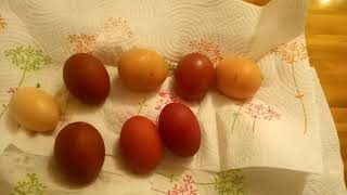 French Black Copper Marans Starter Egg Colour #marans #maransfun #chocolateeggs #jamesbond