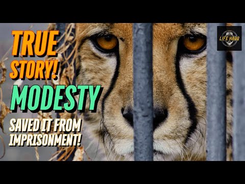 Modesty Saved the Cheetah | SHOCKING TRUE STORY!