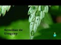 SEMILLAS DE URUGUAY | LEGALIZACIÓN DEL CANNABIS. MARIHUANA Y USO RECREATIVO