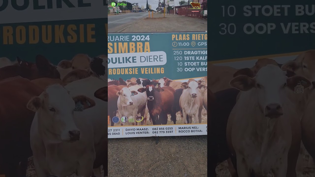JBH Simbas se veiling is 'n week weg!