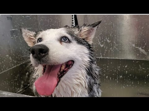 Video: 13 Perfekt normale ting, der frygter vores terrier