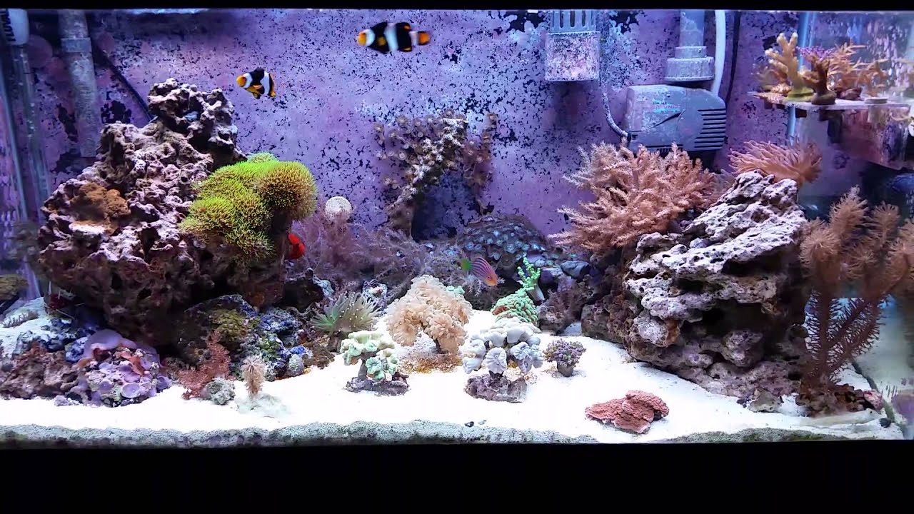 HD 75, 40, 30, and 20 Gallon Saltwater Aquariums YouTube