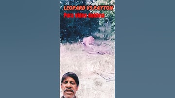 Leopard vs python #trending #wildlife #animals #leopard #python #snake #shorts #short#youtubeshorts