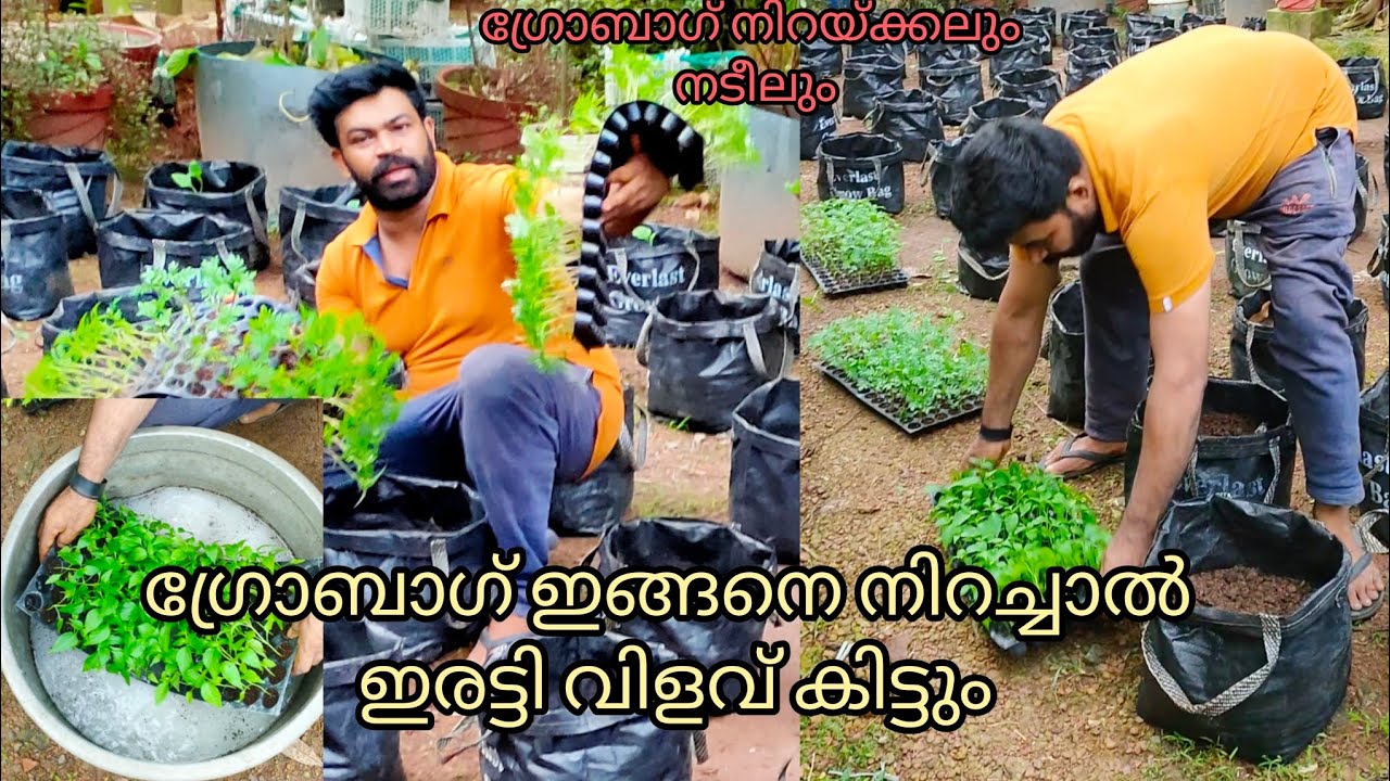 ഗ്രോബാഗ് ഇങ്ങനെ നിറച്ചാൽ ഇരട്ടി വിളവ് കിട്ടും / How to fill grow bag