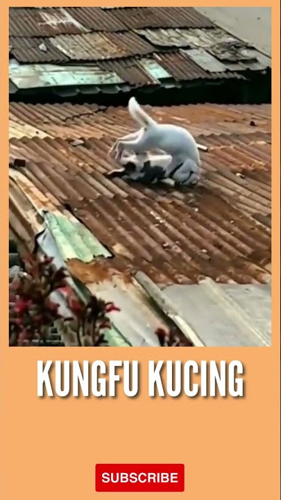 KUNGFU KUCING βοΈ KUCING BERANTEM SANGAT SADIS DAN MENGERIKAN #shorts