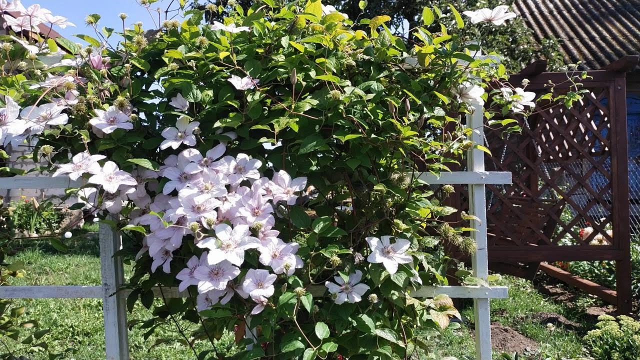 О клематисах ЧЕСТНО