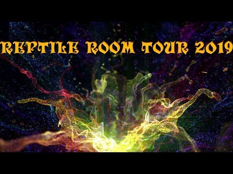 reptile lovers live with 80 snakes FIRST REPTILE ROOM TOUR OF 2019!!!!