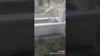 Kedinin Sevgisi Mezara Kadar Devam Eder😌