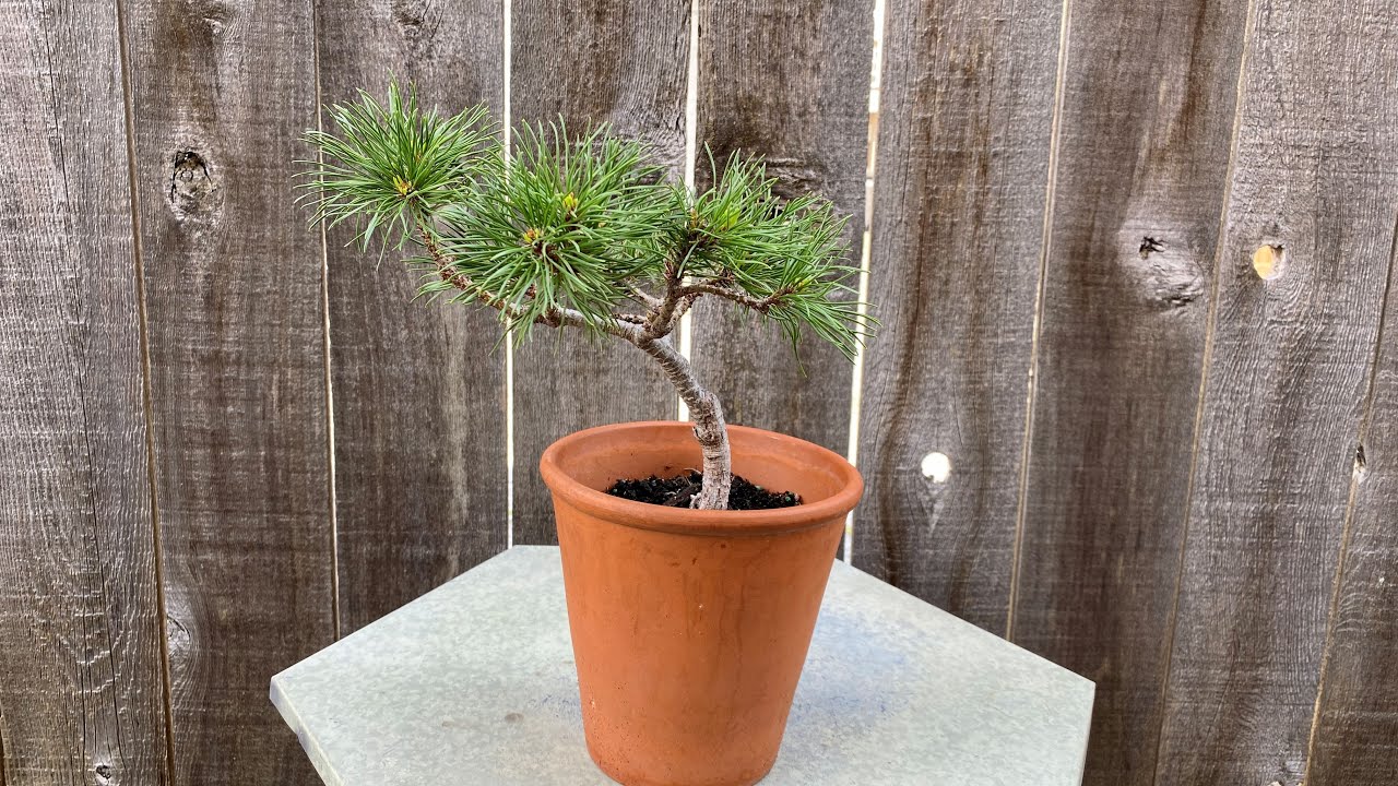 Update & Grooming, "Carsten's Wintergold" Dwarf Mugo Pine - August 5, 2023