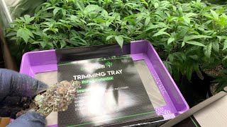 HOW I TRIM POUNDS OF WEED On Greensadi Trim Trays