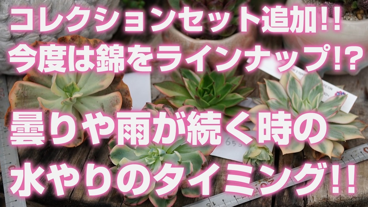 09/07/2026 [Succulents] Collection set added!! Is it time to line