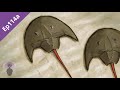 Ep114a: Horseshoe Crabs