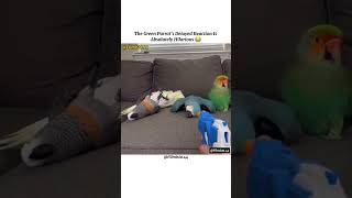 Parrots Deserves an Oscar 😂🙌 #filmista #shortsfeed #funny #shorts #shorts