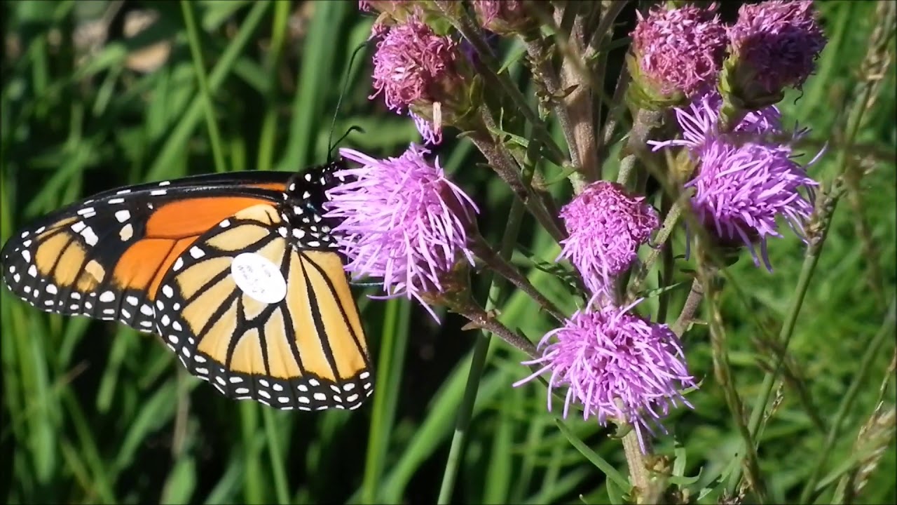 migration du monarque