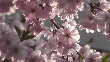 Surah Yaseen (سورة يس) Bilal Darbali ❤️