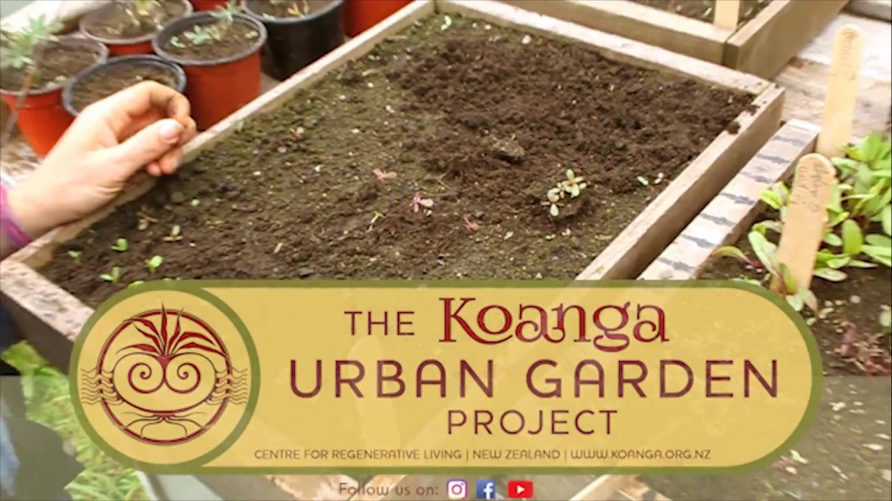 Pricking out seedlings