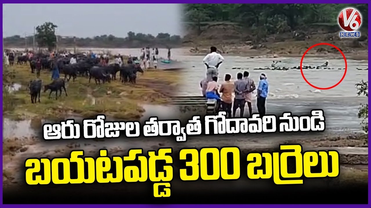 300 Buffalo Safely Escaped After Being Stuck For 6 Days In Godavari River | V6 News