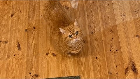 【パパピヨ】土曜日だし静かだしぷーちゃんも降りて来たので少しだけゲリラライブしますっ！