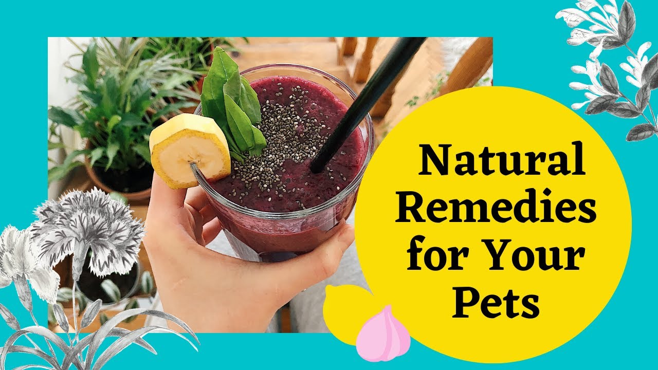 Best Natural Remedies for Pets YouTube