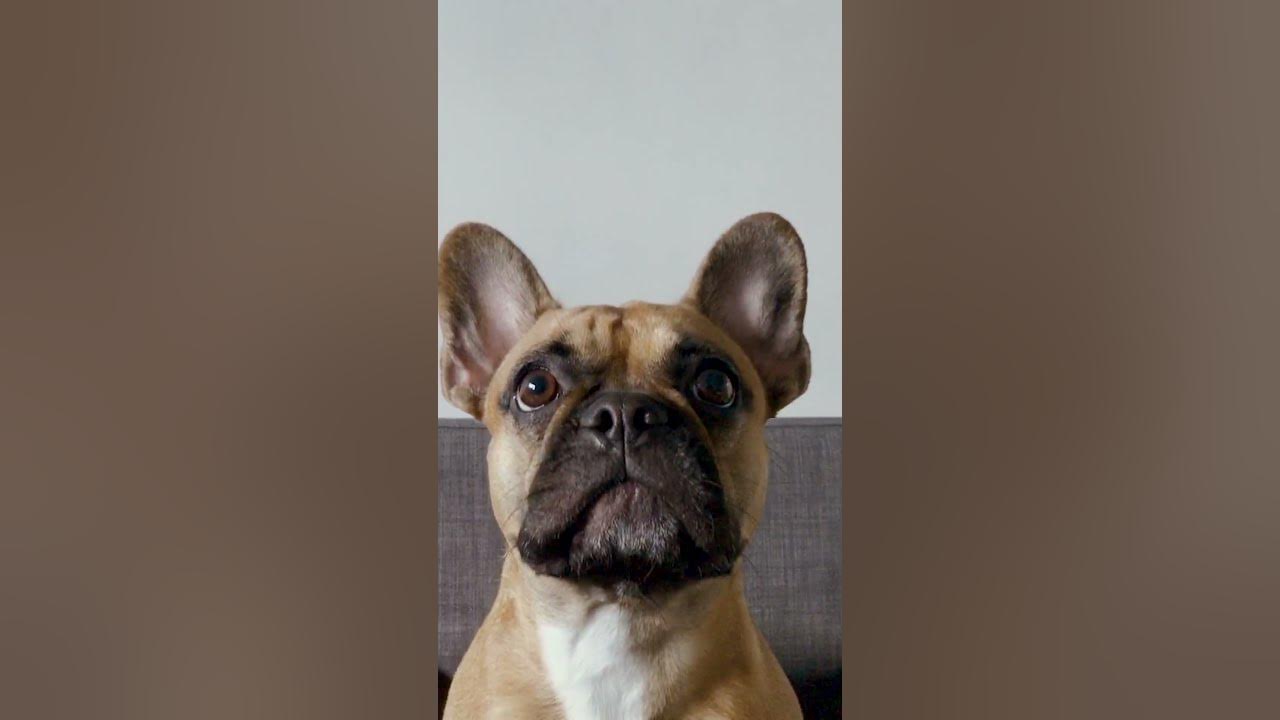 life-with-a-french-bulldog-a-day-in-the-paws-of-a-frenchie-shorts