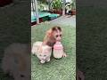 Hey cat, can you hear that? That's a dog barking...